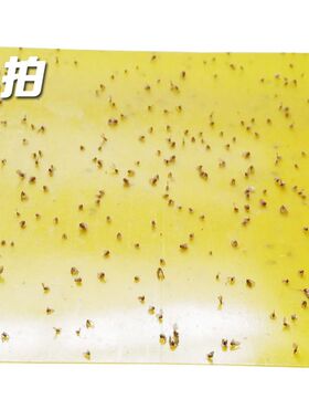 蛾蠓粘虫板蛾蚋诱捕器地沟蝇粘板胶贴厕所卫生间厨下水道飞虫捕捉