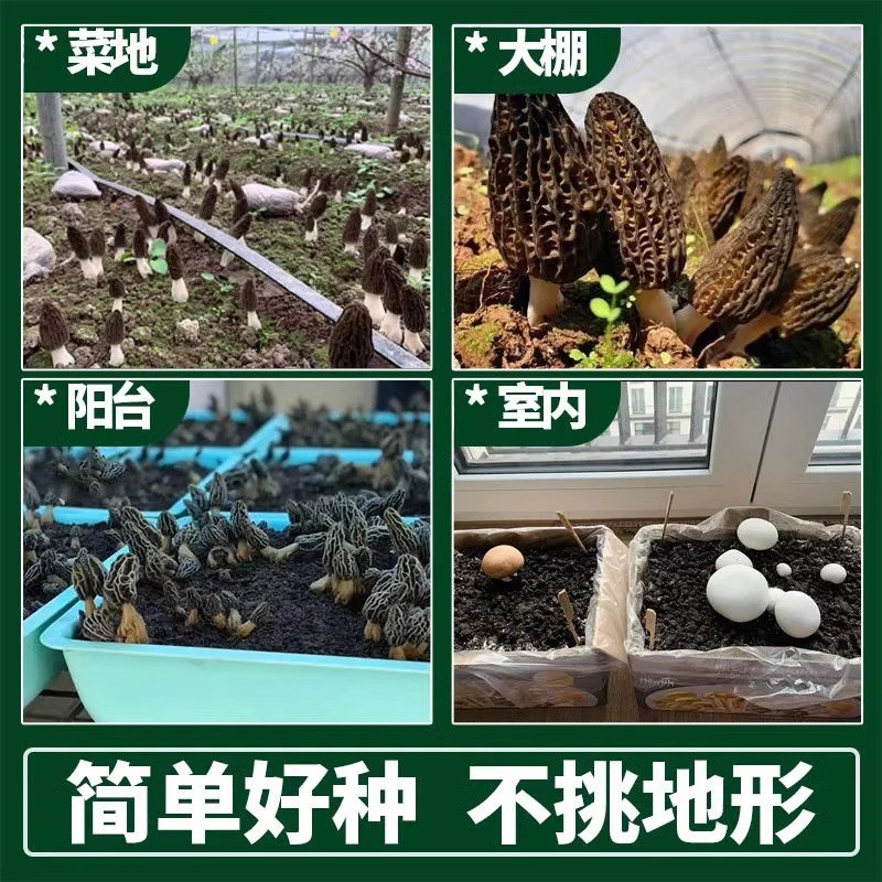 羊肚菌菌种蘑菇种植包盆栽儿童可食用阳台室内家庭自种食用菌包袋图片
