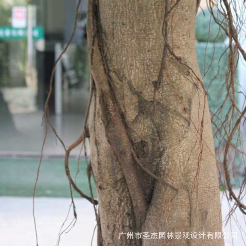 厂家直销仿真榕树大型假榕树植物装饰枫树仿真藤条榕树叶厂家