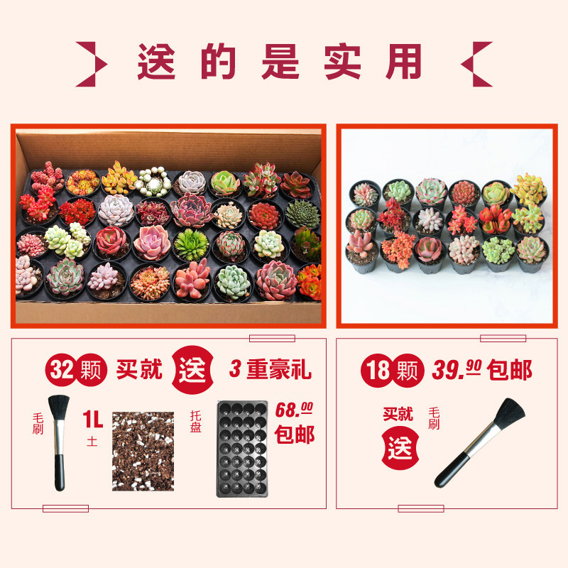 壹分皿 多肉植物一整箱新手套餐组合盆栽办公桌阳台肉肉单品包邮