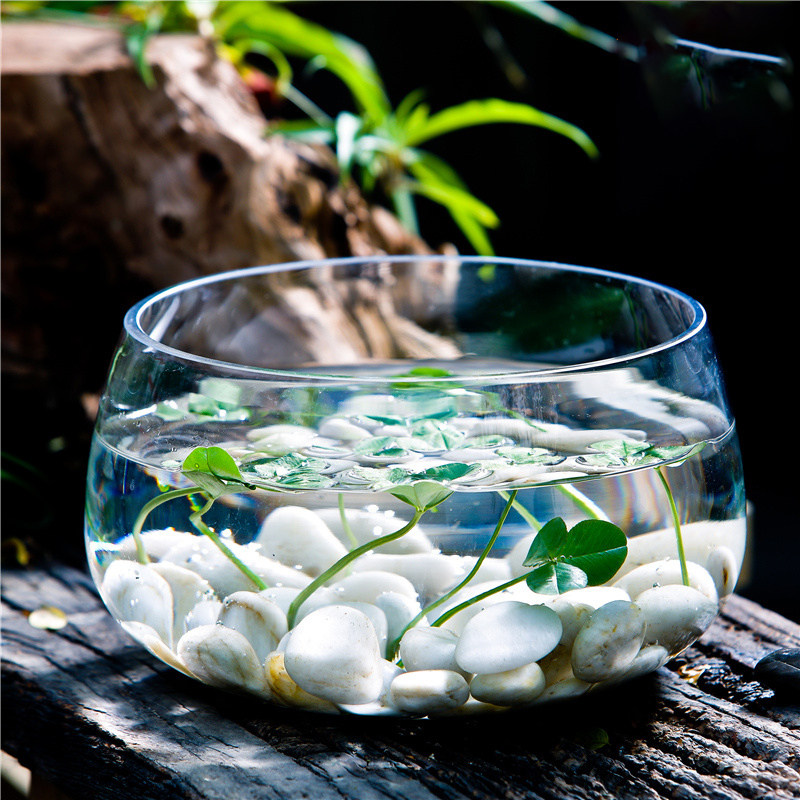 透明玻璃花瓶铜钱草水培植物花盆大码绿萝玻璃器皿客厅圆形鱼缸