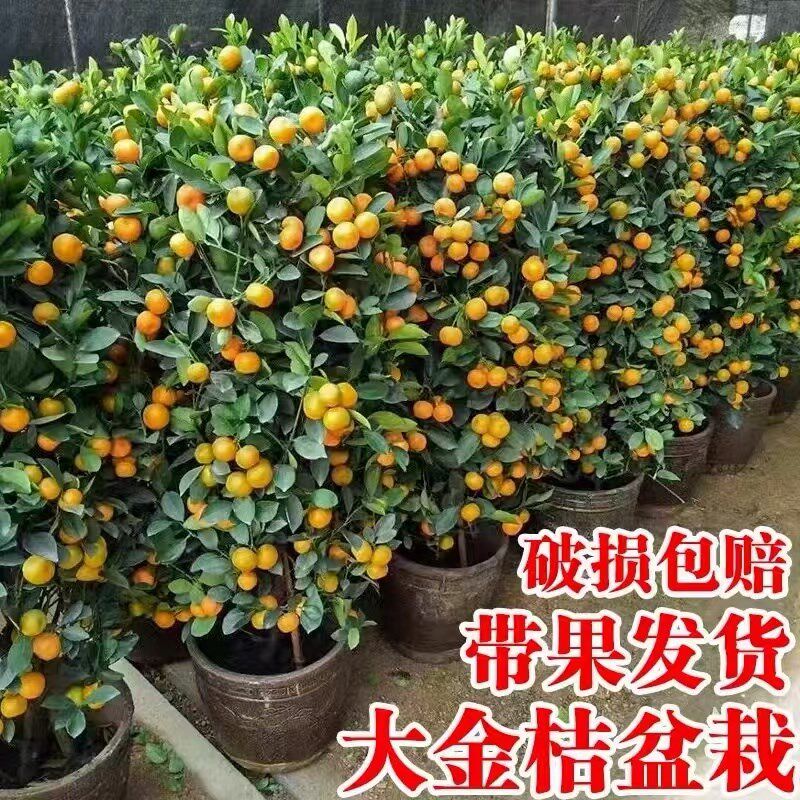 四季金桔树大型盆栽植物客厅阳台办公室绿植脆皮桔橘子树开业送礼