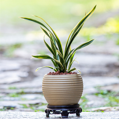 名贵金边建兰花盆栽苗植物花卉适合室内办公室桌面绿植摆件小盆景