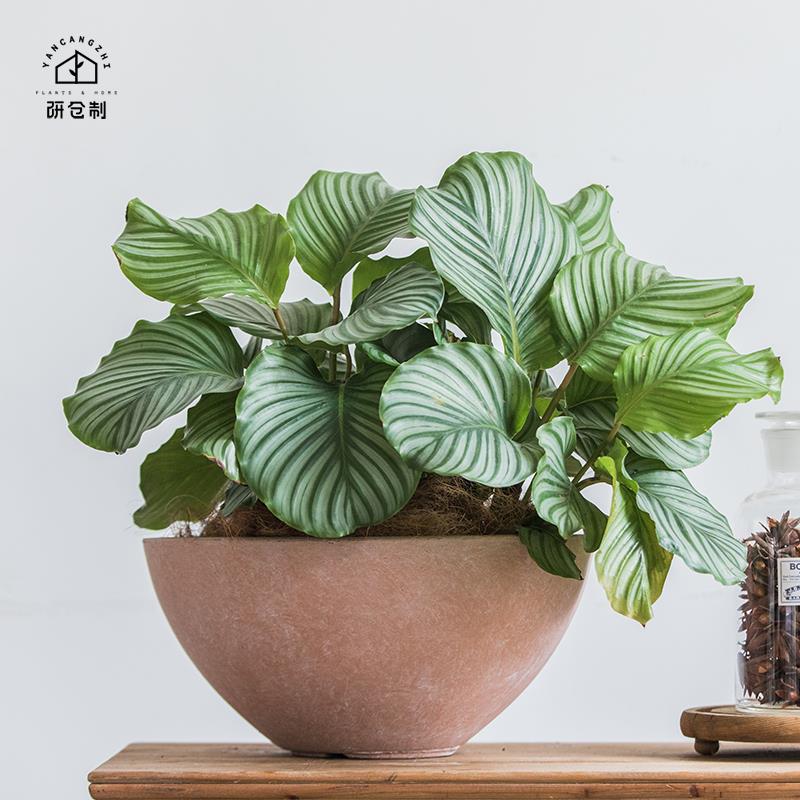 研仓制 盆景绿萝吊兰仙人掌蝴蝶兰蕨类多肉水泥花盆铜钱草大家用