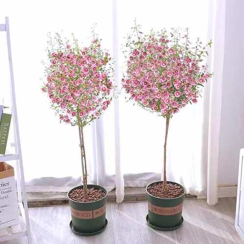 小木槿花苗盆栽带花棒棒糖阳台庭院花园耐热花卉植物多季开花爆盆