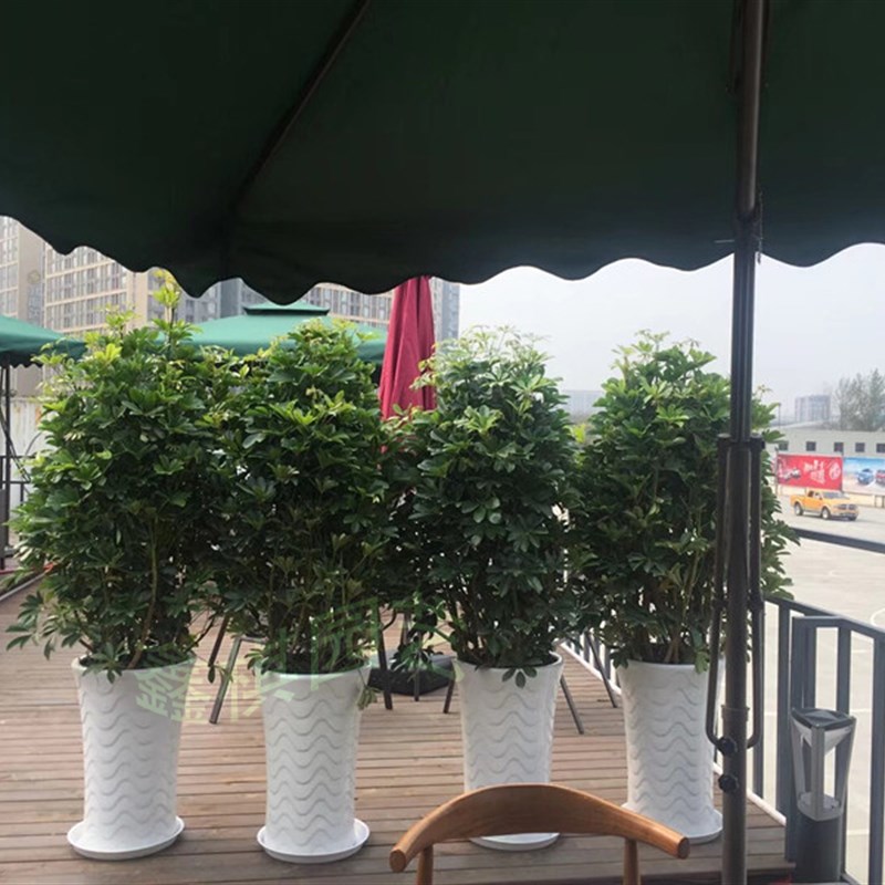 鸭脚木七叶莲招财树八方来财办公室客厅大型绿植盆栽好养净化空气
