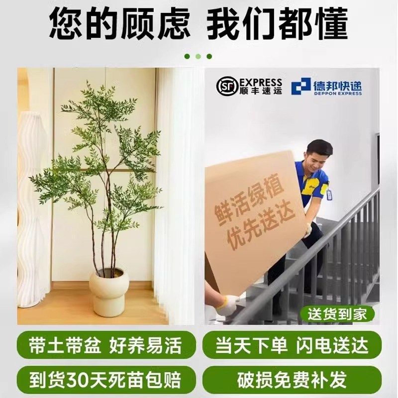 造型南天竹客厅沙发边盆栽大型绿植物办公室内旺宅真花大号禄植