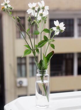 包邮50瓶很小的迷你试管花瓶多肉小白花盆布丁小瓶子风母指瓶小盆