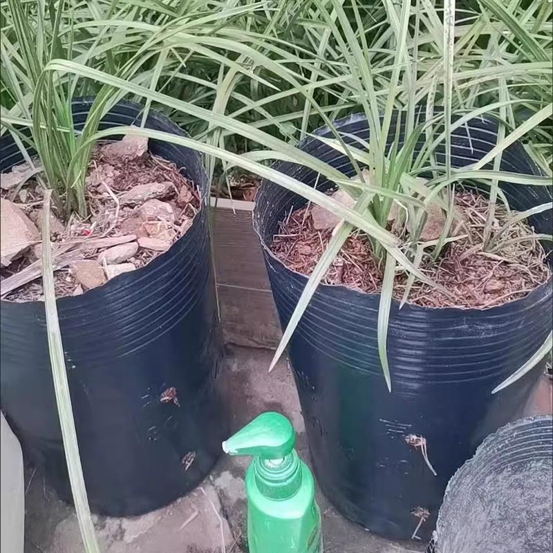 加高加深蔷薇提根脐橙方口营养钵柑橘塑料育苗袋营养杯育苗杯加厚