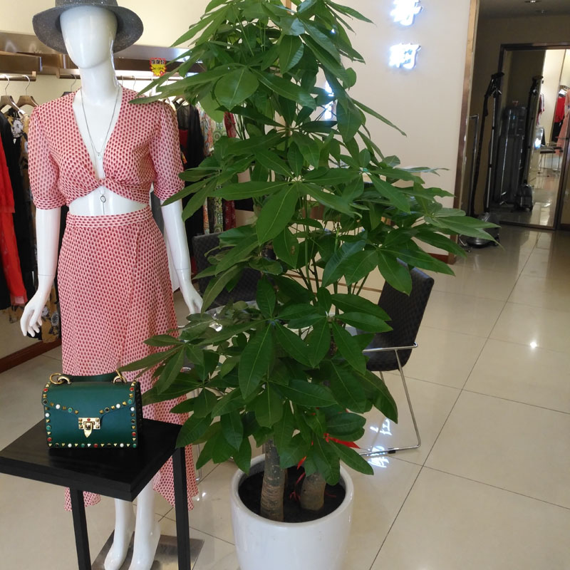成都配送室内客厅办公室大型发财树植物盆栽盆景乔迁开业送礼绿植