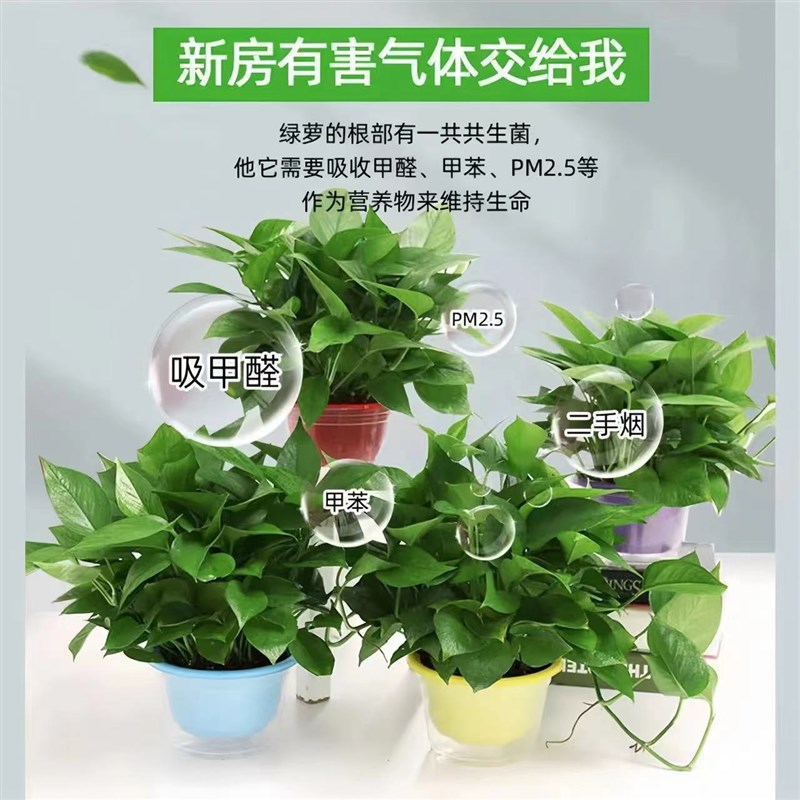 绿萝盆栽室内新房家用绿植水培植物花卉办公室客厅大叶长藤绿箩图片