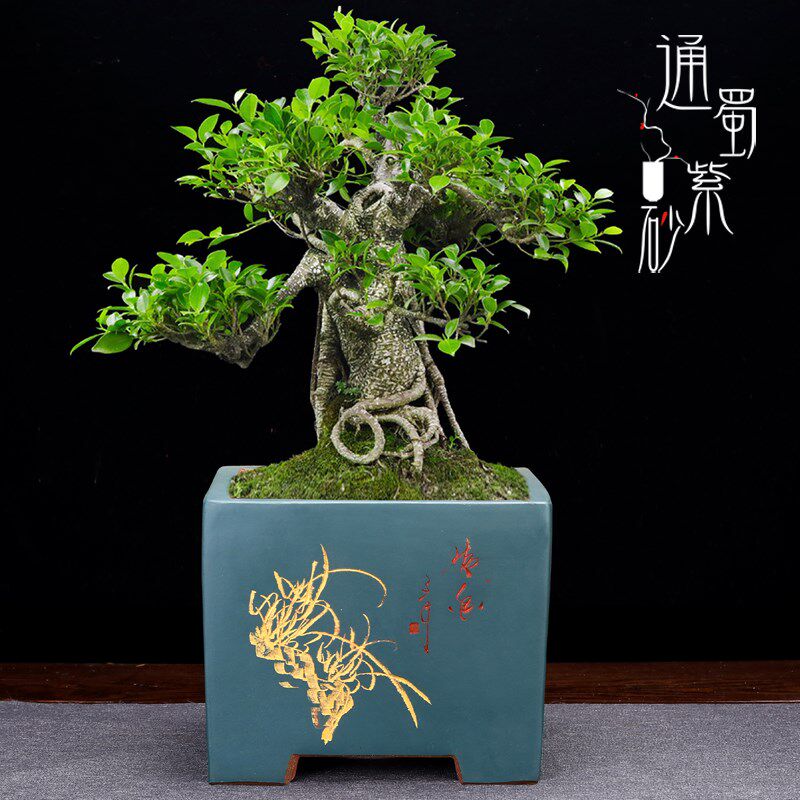 宜兴紫砂四方手工盆景花盆种树文竹造景透气盆桌面阳台盆栽盆包邮