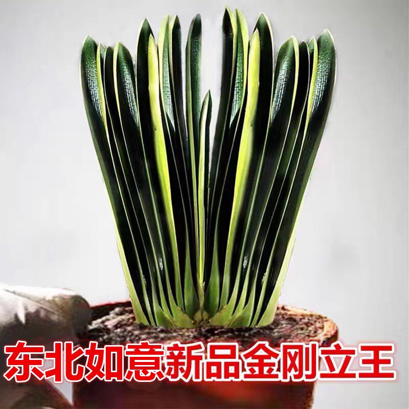 长春精品君子兰花卉新款金刚立王短叶油匠麻脸深坑纹立板盆栽小苗