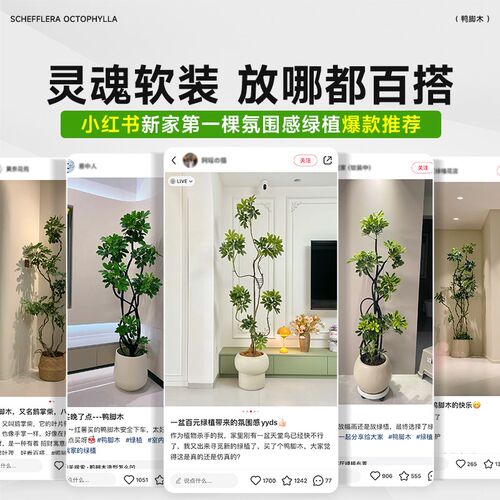 鸭脚木客厅大盆栽八方来财真造型绿植鸭掌木鹅掌柴室内落地式植物