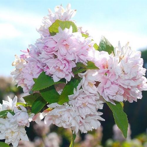 溲疏 粉蓬蓬/粉红绒球 花期长耐寒丰花庭院花园绿植花卉花苗
