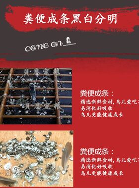 贵州生源金装升级版妙歌画眉鸟食唱鸟斗鸟料观赏鸟饲料含虫干