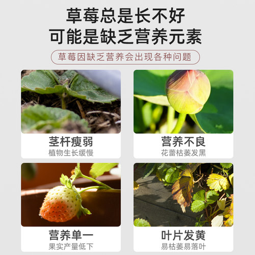 草莓专用肥料家用缓释肥盆栽有机肥复合肥开花结果平衡肥施肥化肥