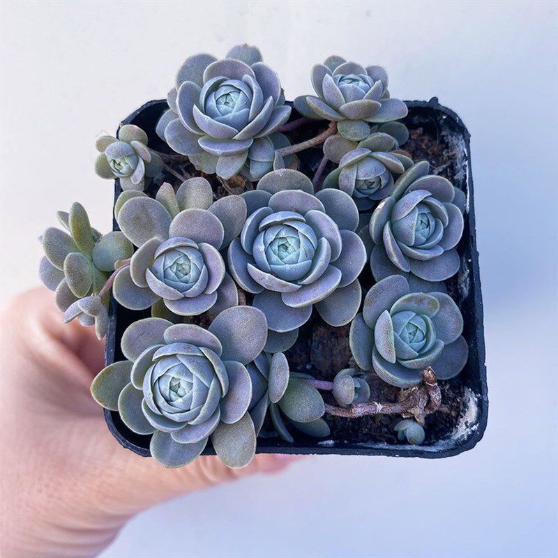 多肉植物组合盆栽 子持莲华 多多肉植物