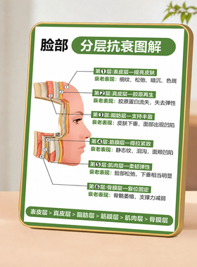 美容院脸部分层抗衰图解摆件皮肤管理门店桌面科普装饰摆台