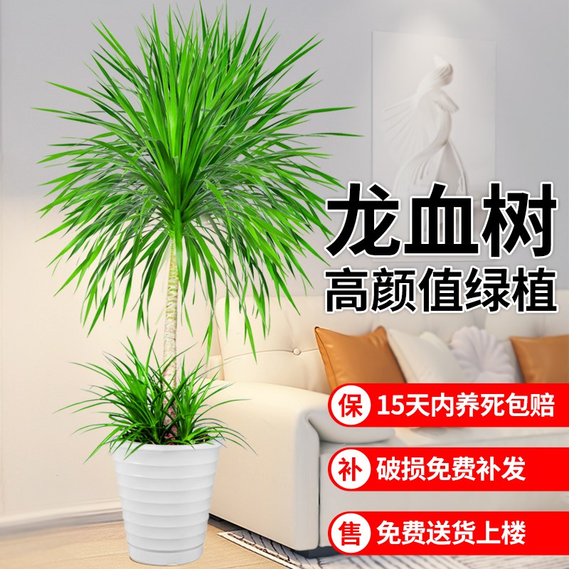 龙血树客厅绿植多头龙须树龙铁树客厅旺宅绿植大型龙血树树苗盆栽