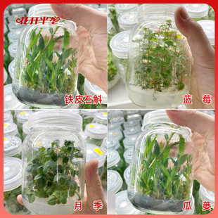 组培ms培养基植物组织固体干粉培养液N6 B5(不)含蔗糖琼脂WPM包邮
