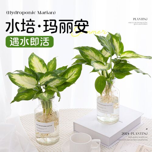 玛丽安水培植物室内客厅办公桌面四季常青万年青盆栽懒人好养绿植