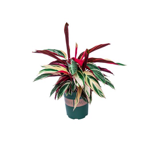 彩叶竹芋盆栽室内客厅办公室阳台好养植物观叶绿植七彩孔雀竹芋苗
