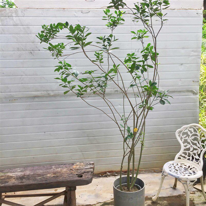小叶栀子花海岛栀子花水横枝熟桩