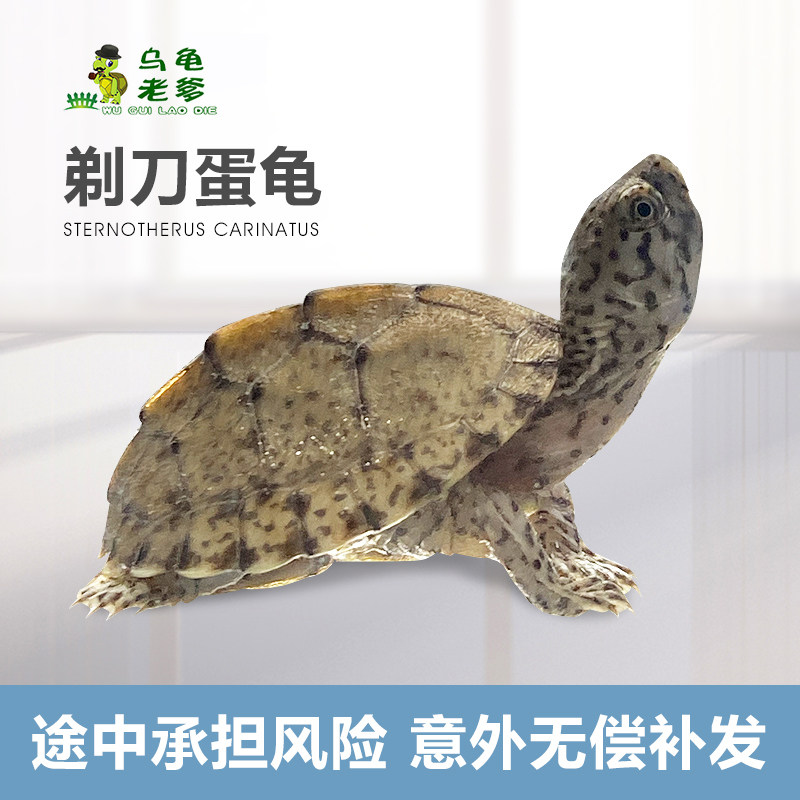 剃刀龟小型龟蛋龟屋顶龟观赏龟乌龟深水龟小乌龟全品龟苗