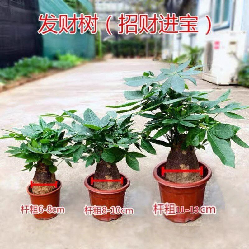 发财树盆栽室内客厅桌面绿植小盆景大发财树苗招财树公司财植物