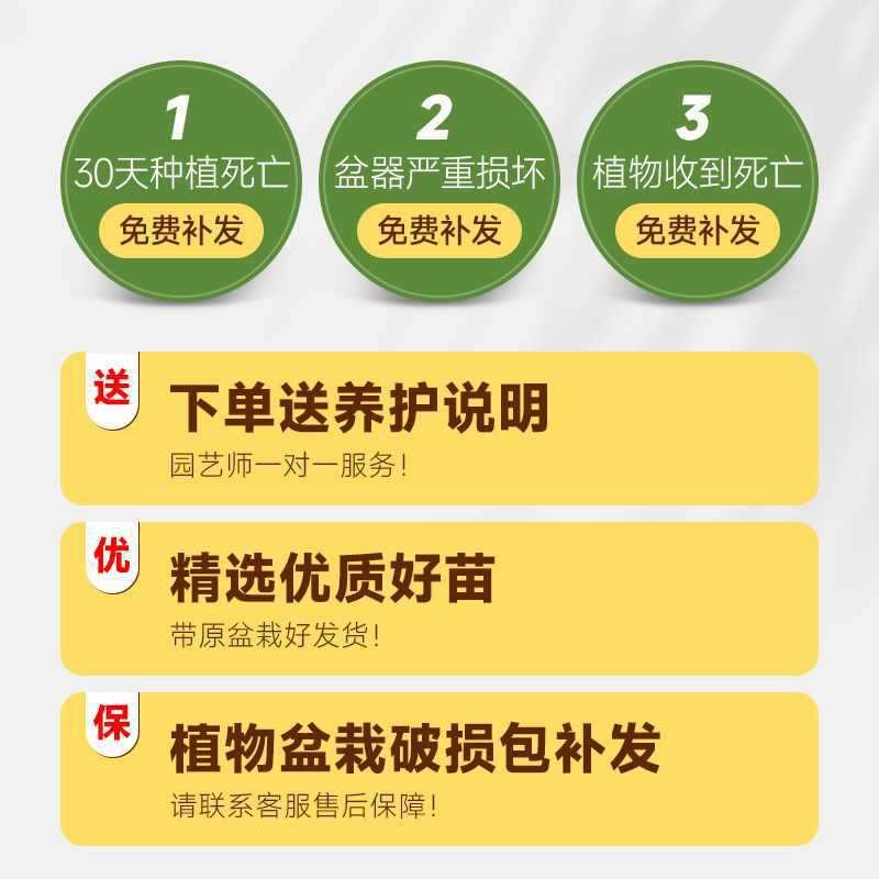 凤尾竹绿植落地式真室内客厅天堂鸟花卉大型大号盆栽办公室散琴萱