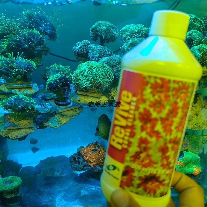 两只小鱼海缸珊瑚检疫杀虫水有效针对扁虫海兔红虫等火柴珊瑚虫害