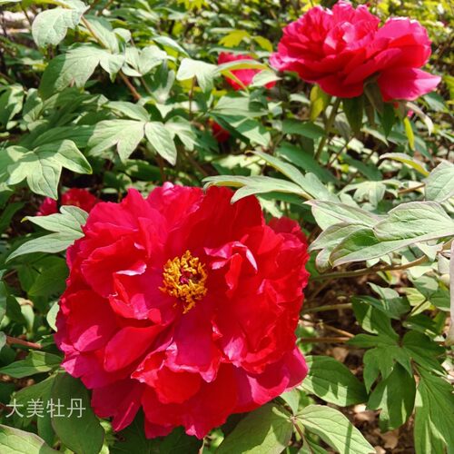 大红牡丹【太阳】洛阳大美牡丹花苗 花园庭院 盆栽 地栽 木本花卉
