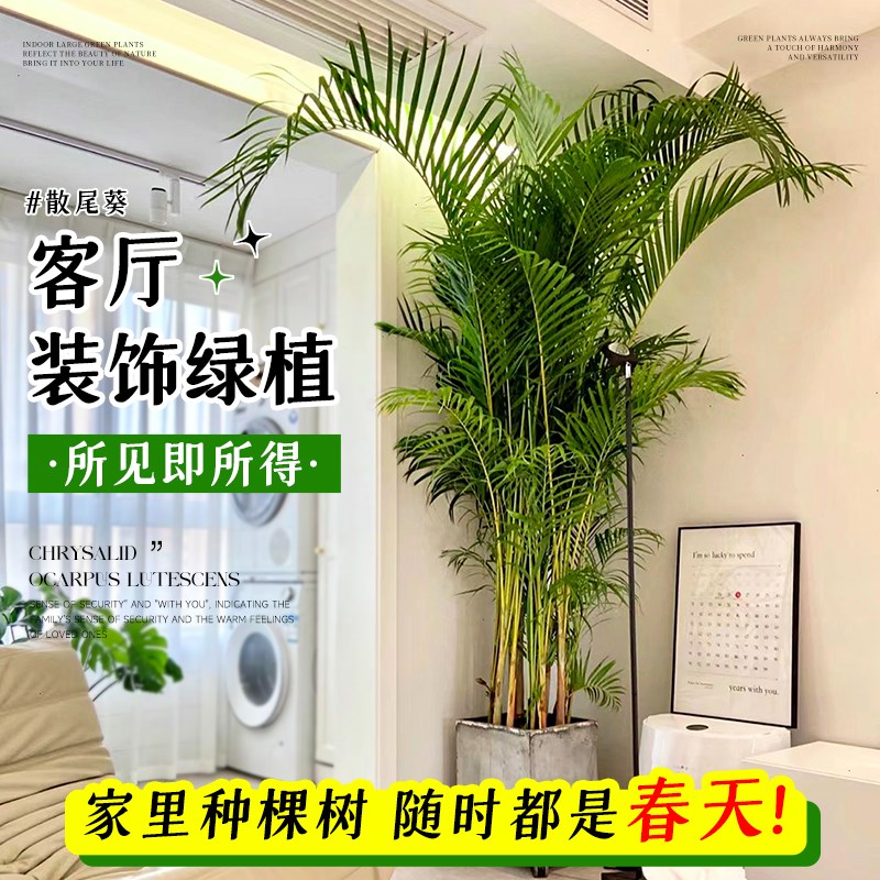 客厅大型植物盆栽室内沙发落地摆件电视柜旁绿植吸甲醛四季好养树