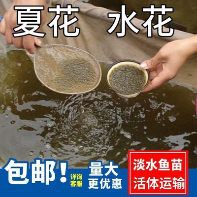 水花鱼苗鲫苗鱼草鱼苗桂鱼苗大头花鲢白鲢青鱼鲤鱼武昌鱼翘嘴鱼