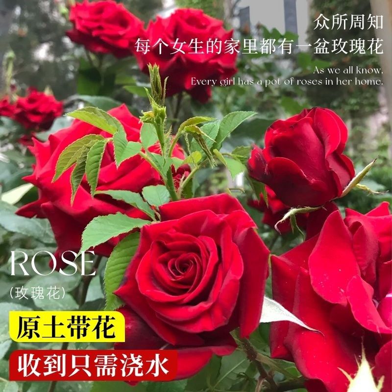 玫瑰花苗大花带花苞花卉观花绿植物盆栽月季蔷薇室内庭院阳台四季图片