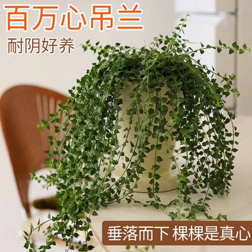 百万心吊兰盆栽植物室内垂吊千叶吊兰爱之蔓墙壁悬挂式常春藤好养