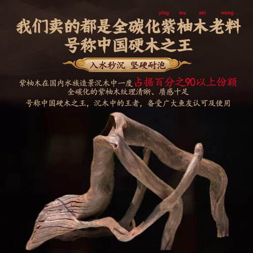 120-129cm大型精品造景沉木南美多枝拱桥树桩龟晒台紫柚木枯木