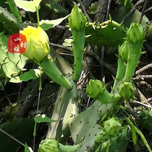 多肉植物盆栽仙人掌仙人掌苗 观赏仙人掌 仙人掌带花苞精选一株