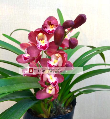 红宝石 绿香兰 樱花 矮种小花蕙兰  年年开花 甜香雅