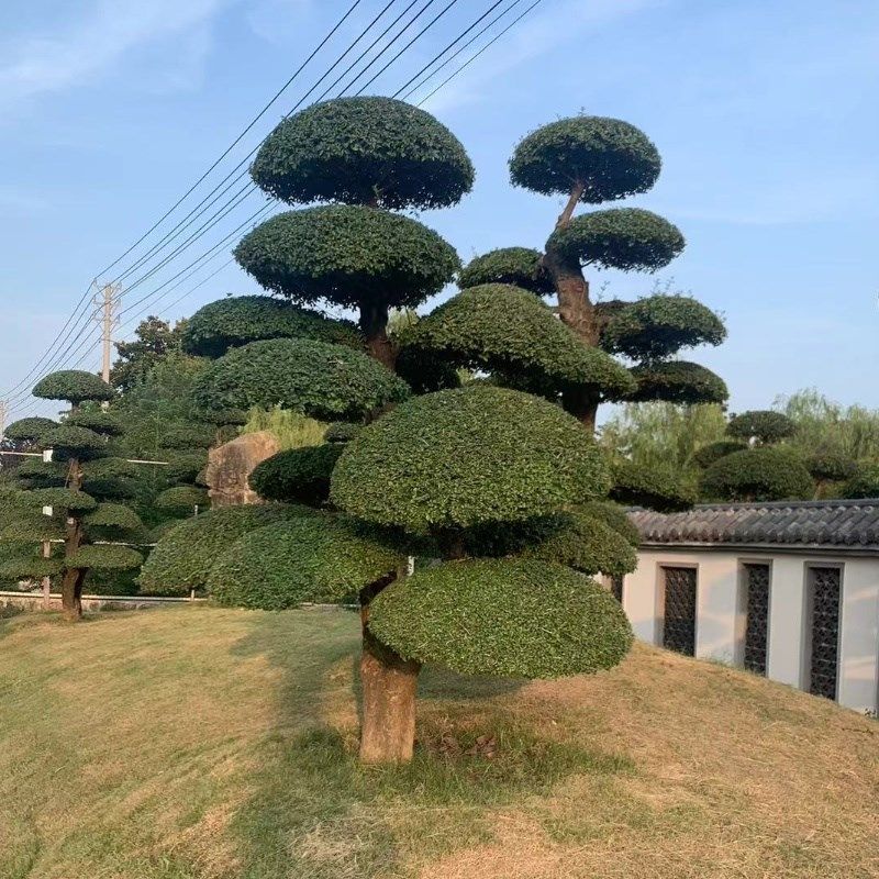 小叶女贞造型树庭院别墅景观女贞多头造型盆景地景树四季常青绿植