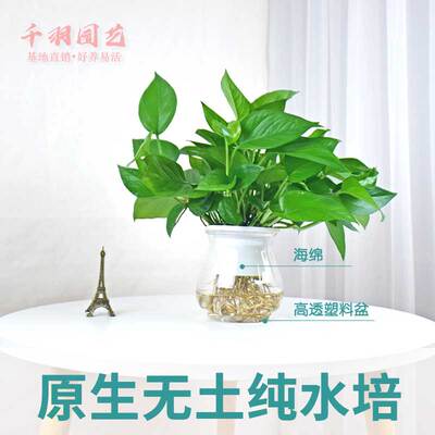 水培绿萝苗植物水养花卉四季水生花草净化空气单株绿萝苗发财树