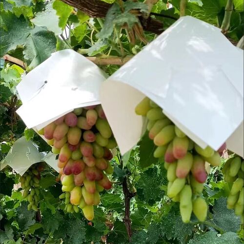 葡萄伞罩葡萄防日灼伞帽防雨防鸟遮阳伞克伦生阳光玫瑰妮娜皇后伞