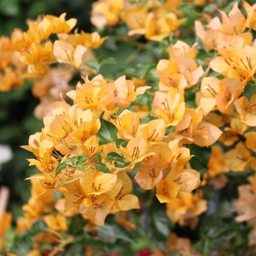 三角梅 蒙黄 盆栽绿植庭院阳台开花植物