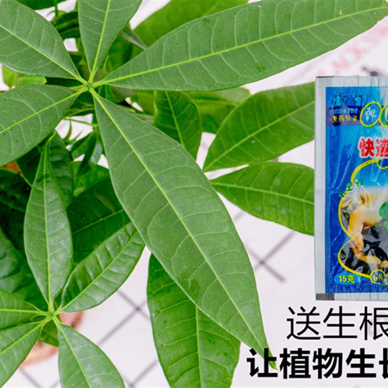 发财树树桩树头树苗室内绿植花卉小阳台盆景盆栽客厅招财独杆带盆