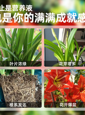朱顶红专用营养液家用盆栽绿植花卉球根植物风信子通用型液体肥料