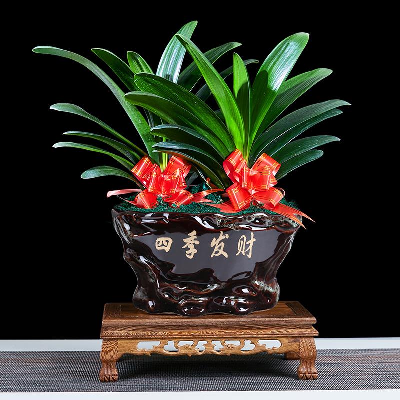 君子兰盆栽室内客厅四季常青盆景 观花植物 绿植花卉