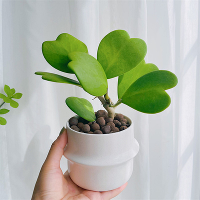 【心叶球兰】多肉植物高颜值网红北欧办公室内桌面绿植花卉盆栽