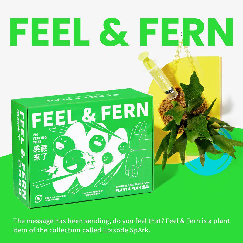 【告白礼物】感蕨来了鹿角蕨壁挂植物亚克力彩色乔迁告白生日礼物