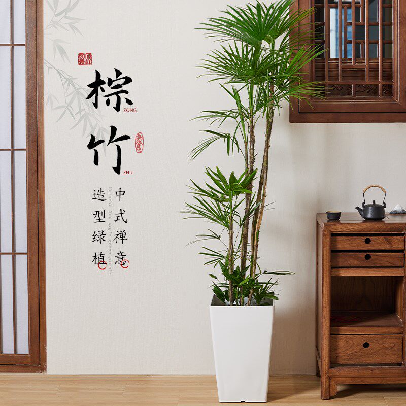金山棕竹盆栽大型室内植物客厅电视柜旁绿植好养易活盆栽盆景花卉